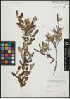 Foto von Salix salviifolia Brot.
